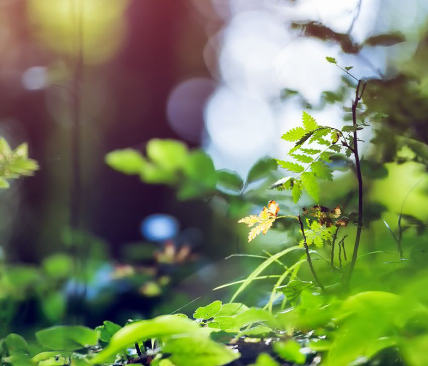 ENVIRONMENTAL MANAGEMENT